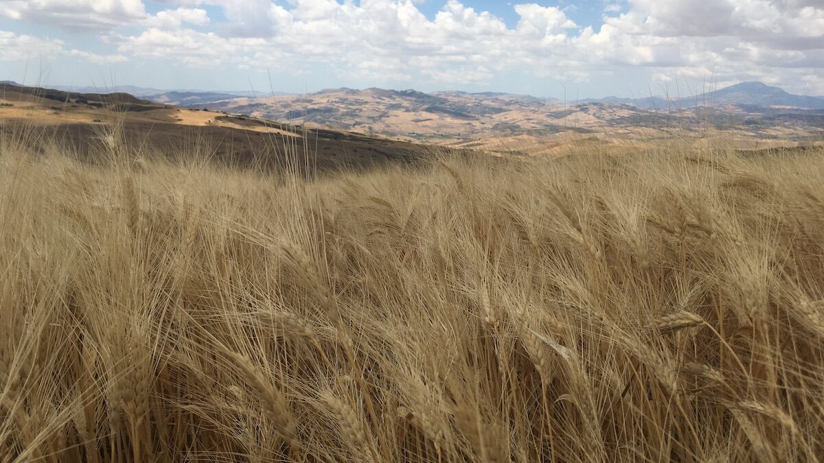 Grano duro, al via la Cun sperimentale dove si confronta la filiera