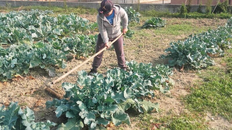 Psr Sicilia, al via due bandi per finanziare progetti di agricoltura sociale