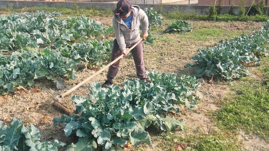 agricoltura sociale