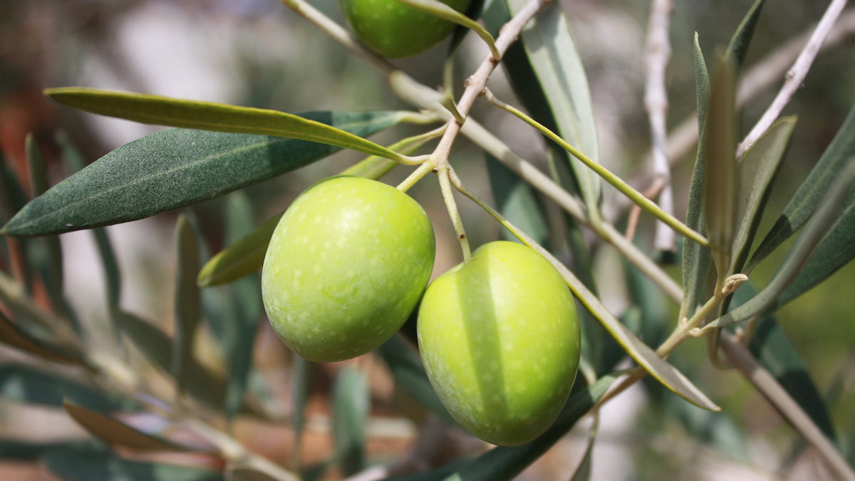 Mosca olearia, torna il dimetoato: 120 giorni di utilizzo in deroga