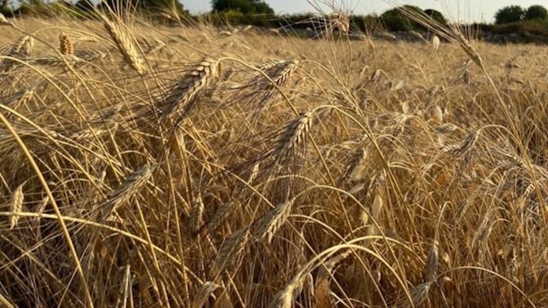 Fondo grano duro, finalmente in Gazzetta il decreto di ripartizione