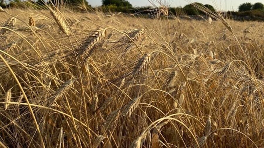 Fondo grano duro Campi Aperti