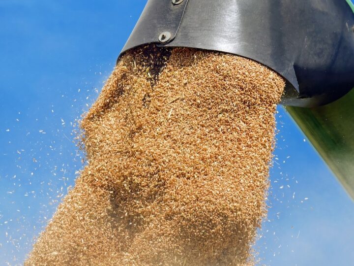 Grano duro, il Tar blocca Ismea: «Così gli agricoltori restano senza tutele»
