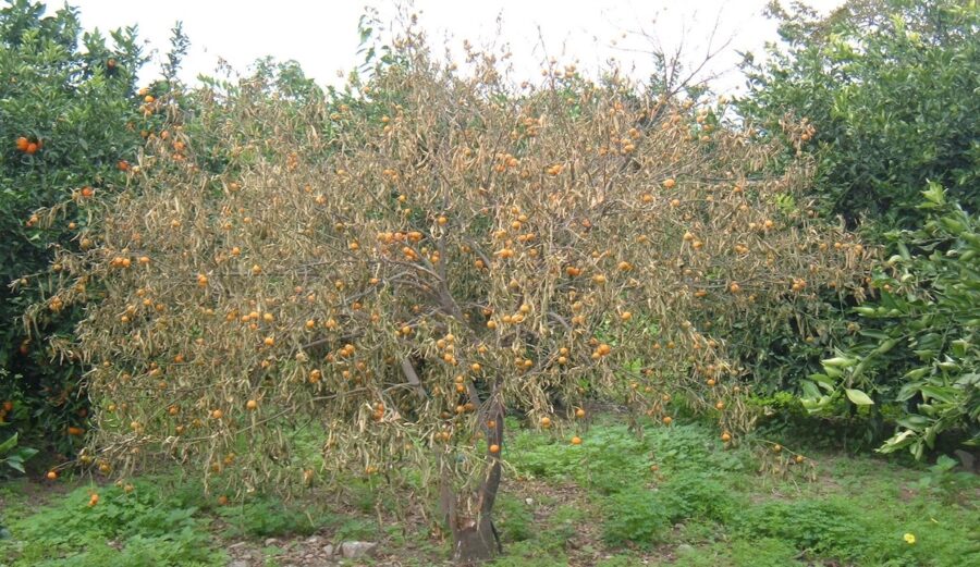 malsecco