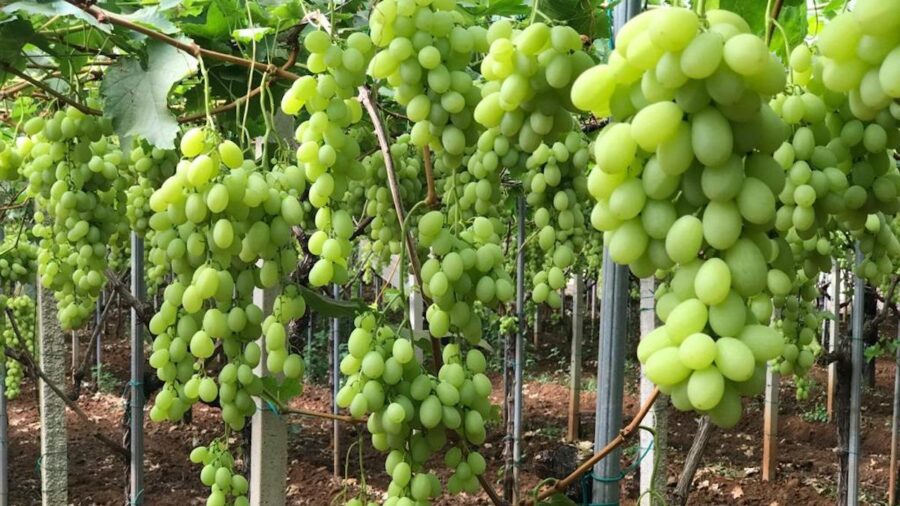 uva da tavola Mazzarrone