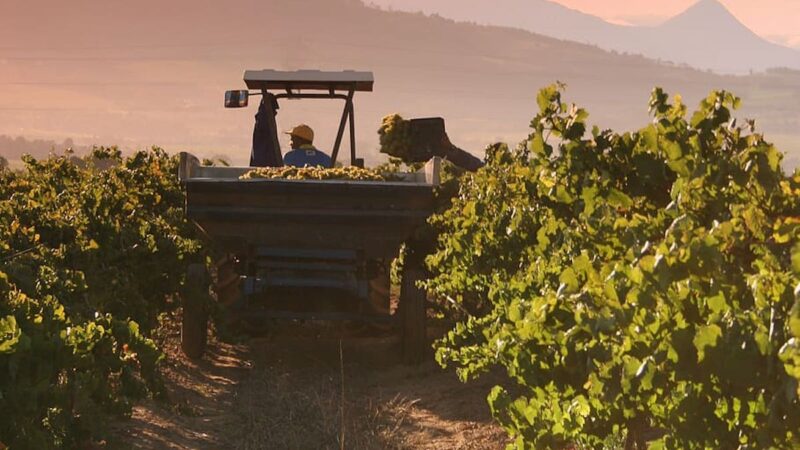 PrestO, ecco i “nuovi” voucher per il lavoro occasionale in agricoltura