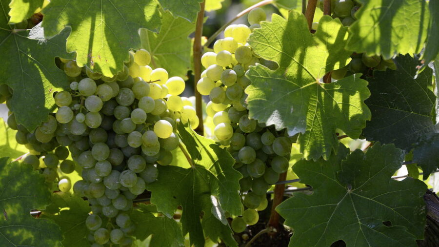 vendemmia verde Sicilia