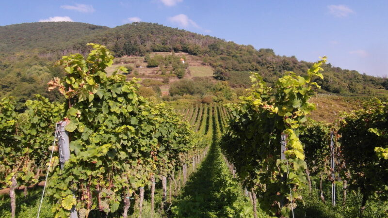 Vendemmia verde parziale per Igp, Doc e Docg: da Regioni ok al decreto