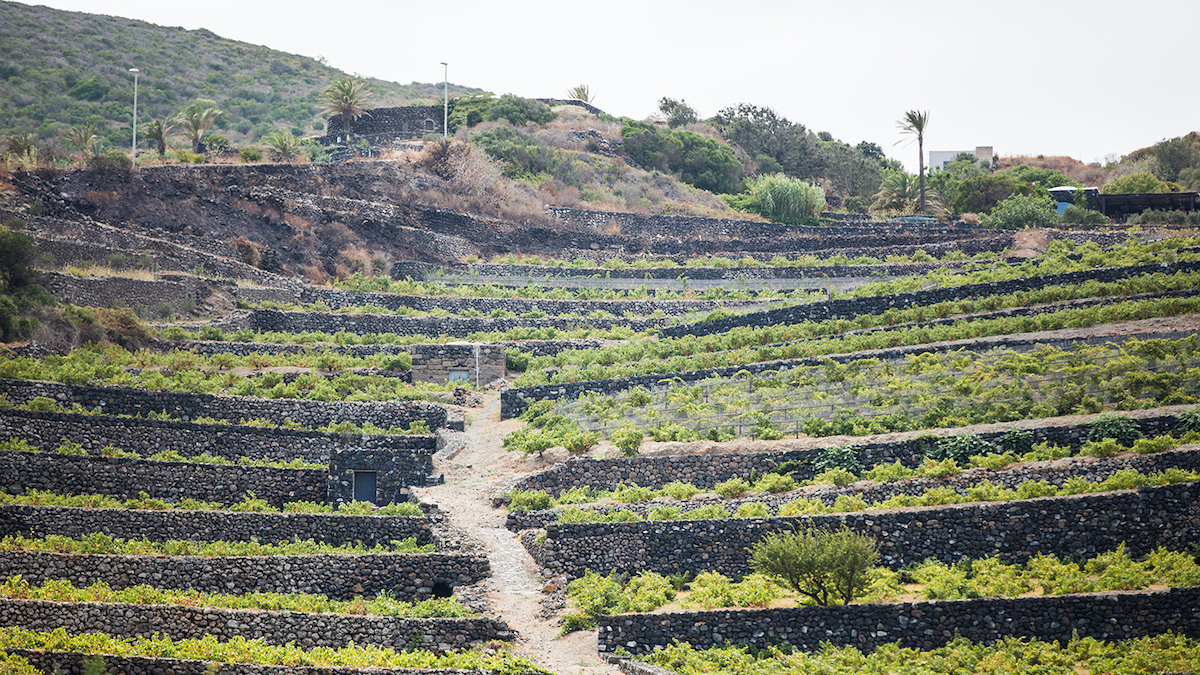 Vigneti eroici e storici, definizione in un decreto. E presto arriverà il marchio