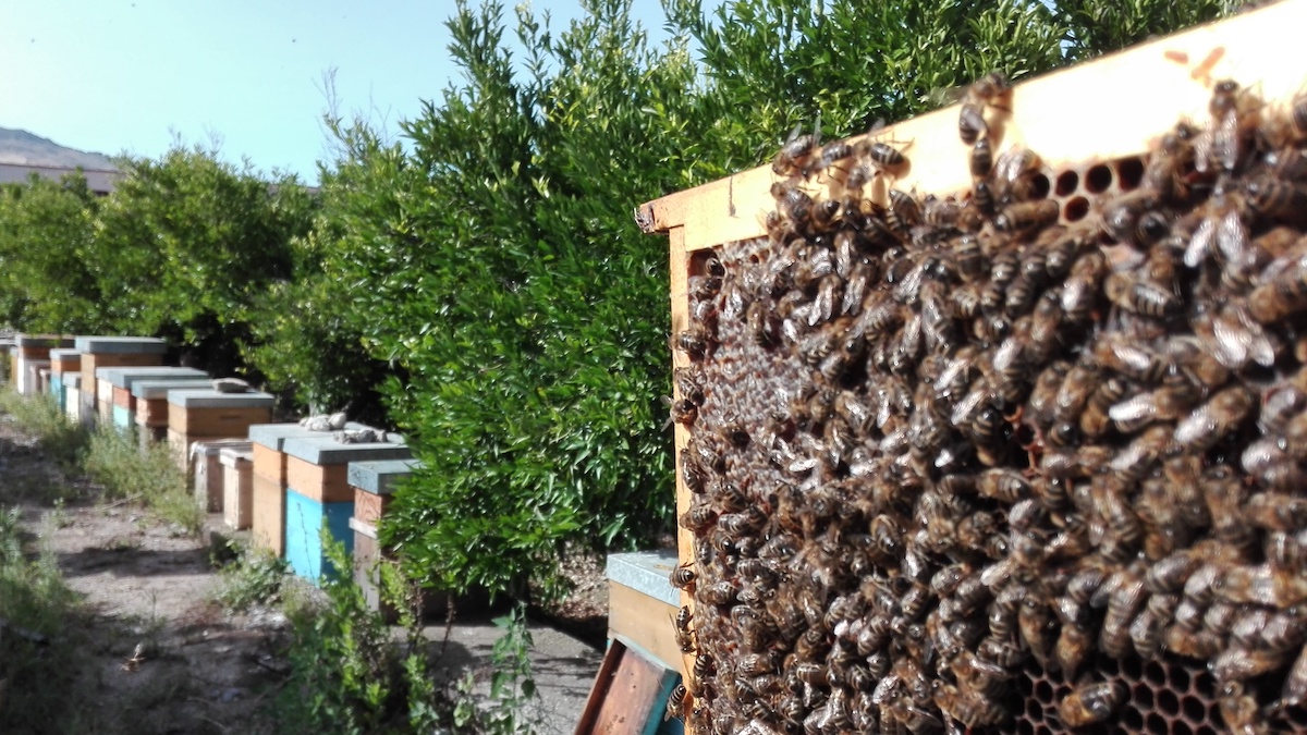 ApinCittà, analisi del miele per il biomonitoraggio degli ecosistemi urbani