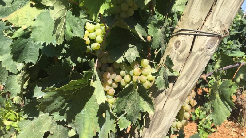 Vendemmia 2020, in Sicilia viticoltori concordi: sarà una buona annata