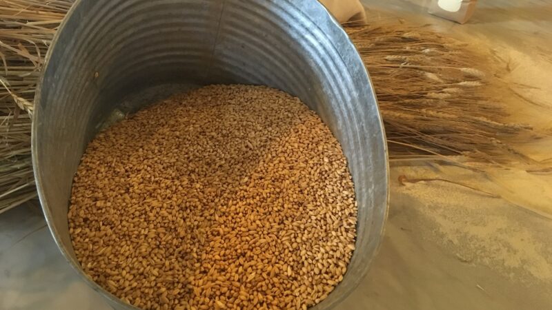Al via Fruclass: mappa e classifica quantità e qualità del grano duro