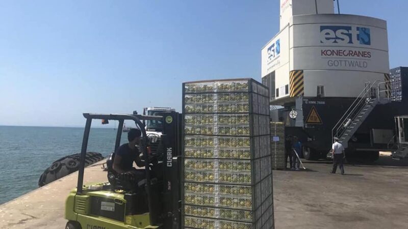 Macchia nera degli agrumi, la Ue impone lo stop ai prodotti argentini