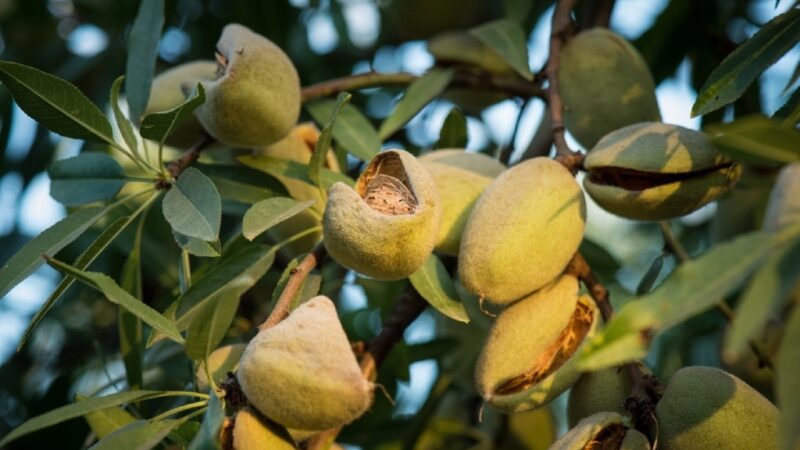 Anno amaro anche per le mandorle siciliane. Prezzi giù, produttori in ginocchio