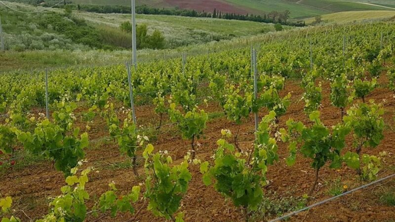 Modifiche al bando Ocm Vino: ridotta l’età dei vigneti da reimpiantare