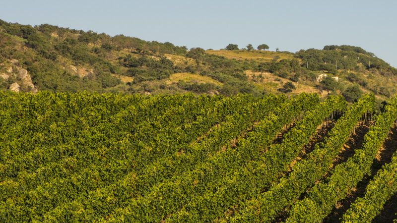Vigneti, reimpianti e reinnesti con l’Ocm Vino. Nuovo bando e tante critiche