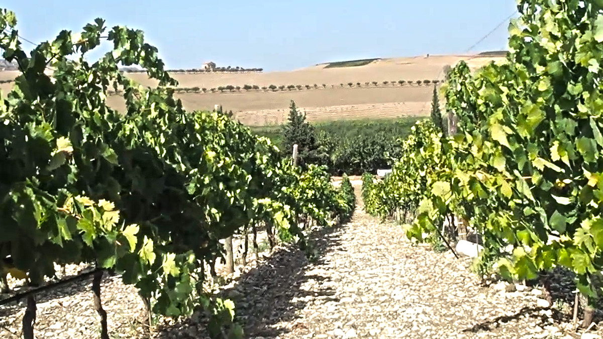 Ocm Vino, scadenza rinviata per riconversione e ristrutturazione vigneti