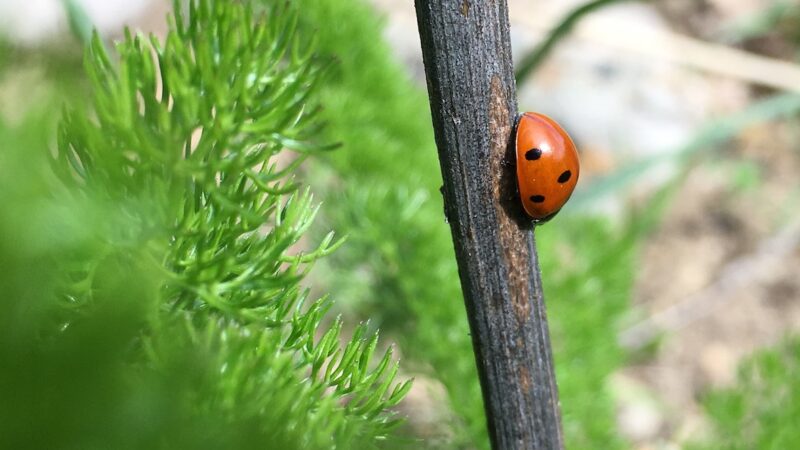 Più bio in mensa e rilancio dei consumi nel nuovo piano nazionale