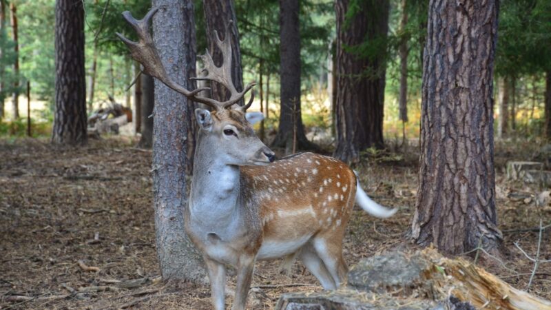 Parco Madonie: emergenza daini e cinghiali, ok a piano di contenimento