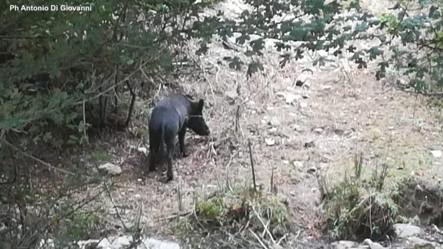 fauna selvatica Madonie