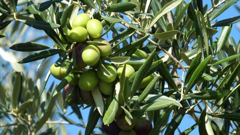 Extravergine Dop monti Iblei, rese ancora basse ma ottima la qualità