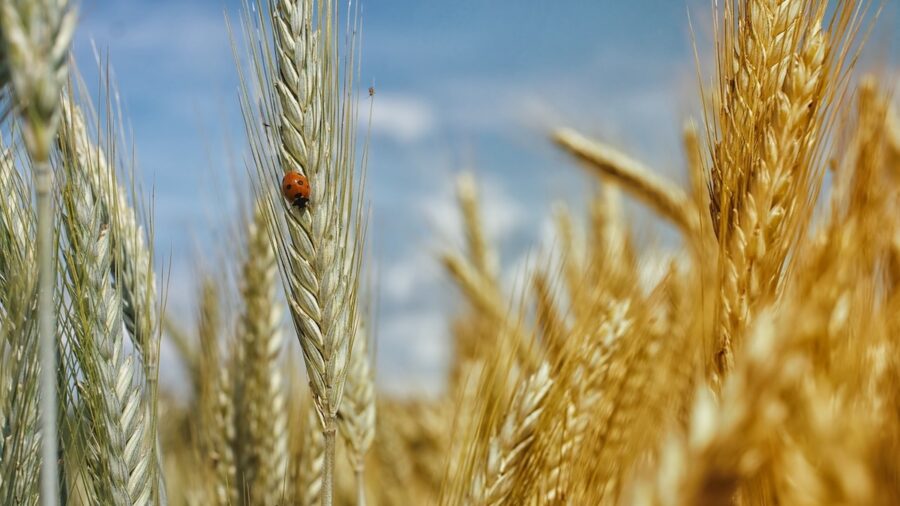 spighe grano duro
