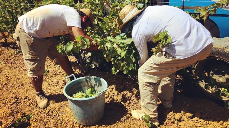 vendemmia