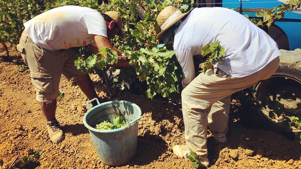 Vendemmia avara. Rese sotto la media a Trapani e Palermo