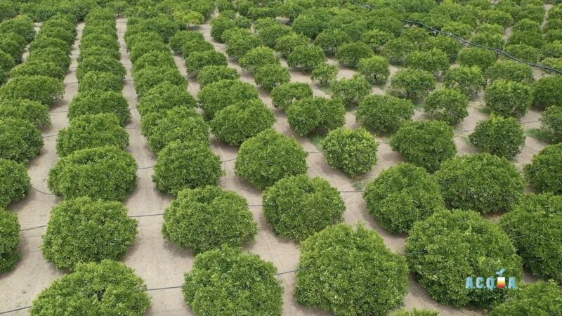 Acqua in agrumicoltura: qualità, sprechi, soluzioni irrigue e tecnologie