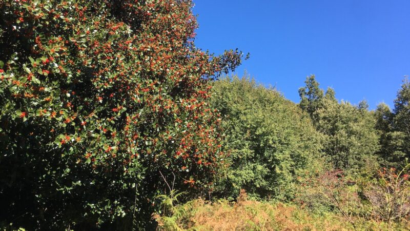 Diritto dell’ambiente e gestione del territorio, master a Catania