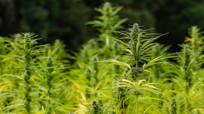 Cannabidiolo tra gli stupefacenti. Decisione  blocca filiera della canapa