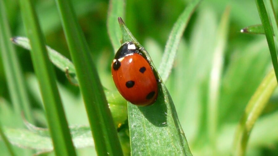 bando ricerca biologico