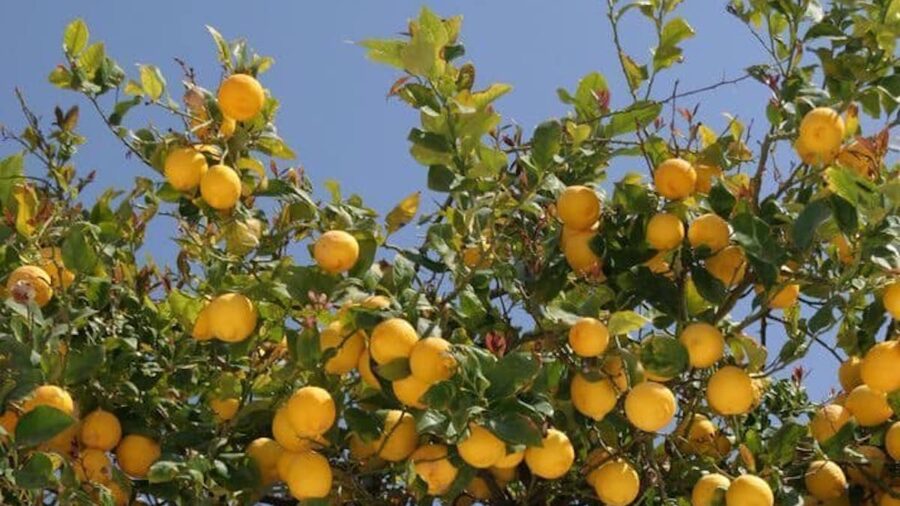 limone Etna Igp
