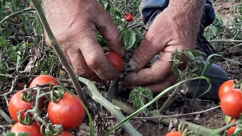 Siccagno, il pomodoro della Rinascita con il marchio “Rosso Siculo”