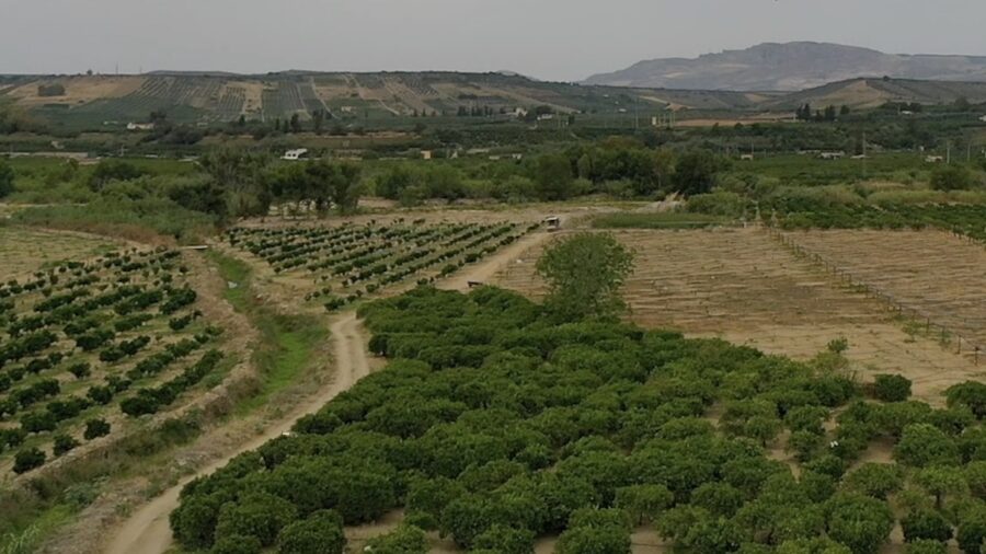 ricambio varietale agrumi