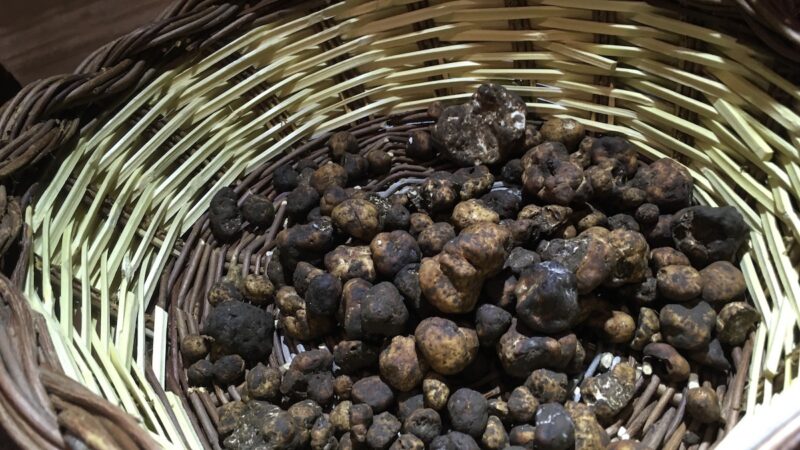 Tartufo, accordo Mipaaf – Accademia italiana per la promozione