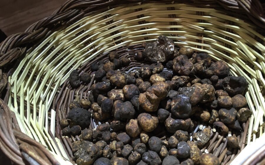 tartufo