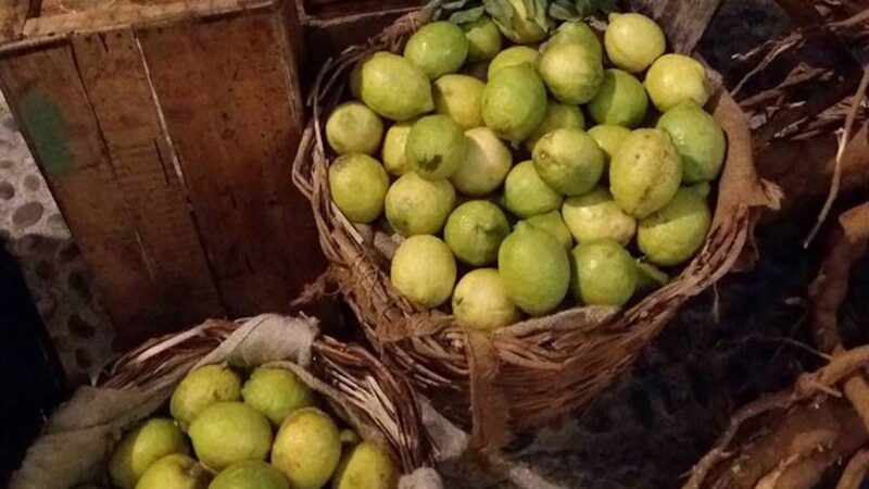 Successo del limone siciliano, la rinascita dopo un lungo declino