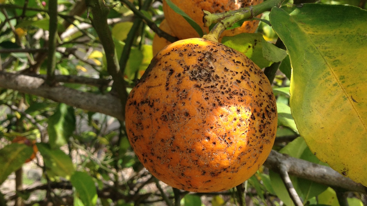 Cbs su agrumi dal Sud Africa. Confagricoltura: più controlli alle frontiere