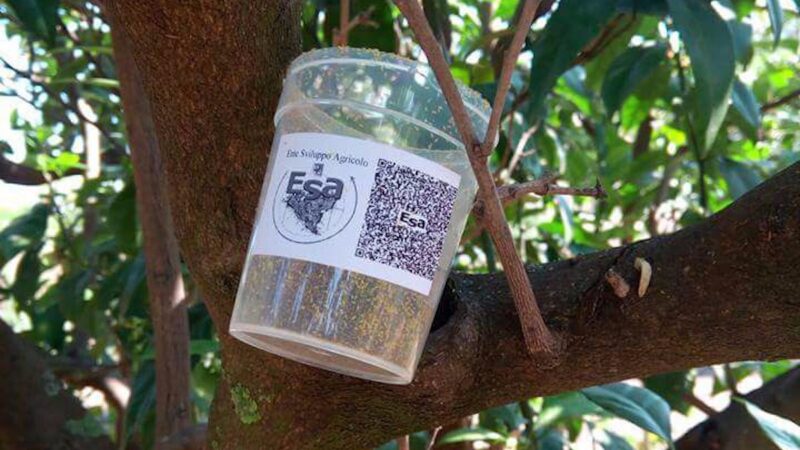 Biofabbrica di Ramacca, nuovo regolamento per ottenere gli insetti utili
