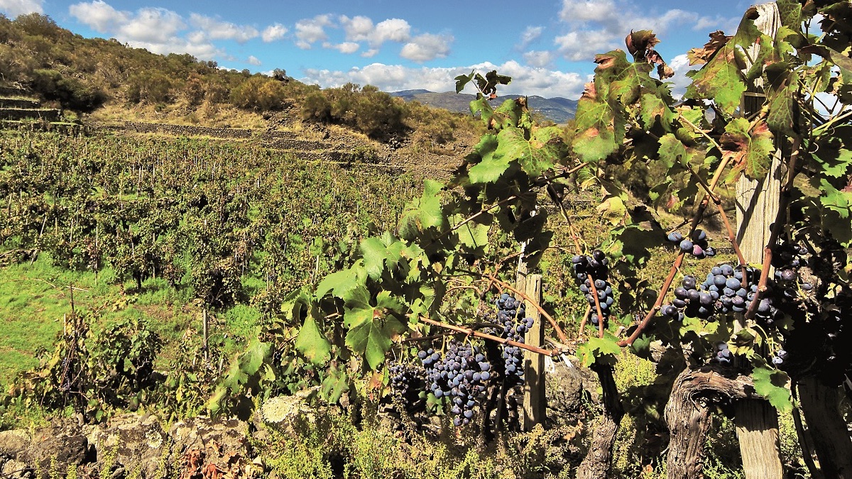 Nerello mascalese e Metodo Classico per gli spumanti dell’Etna