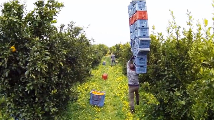 braccianti agricoli