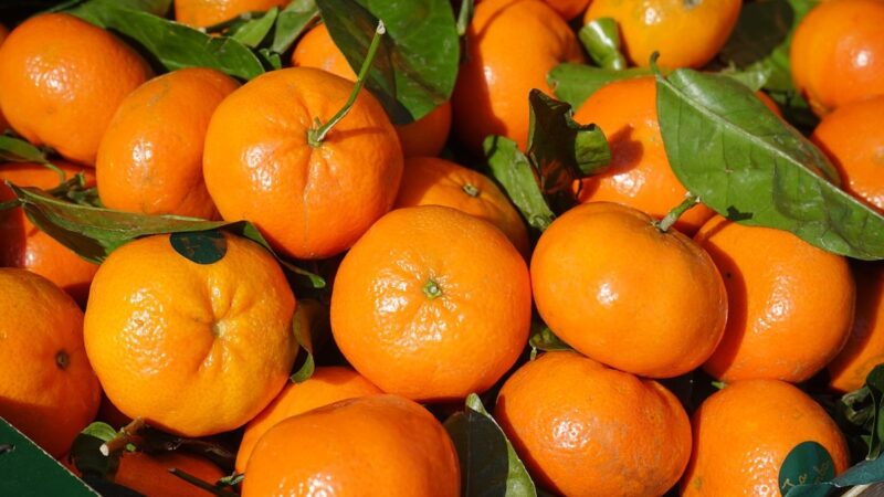 Campagna agrumicola in affanno, Cia chiede la convocazione del Tavolo