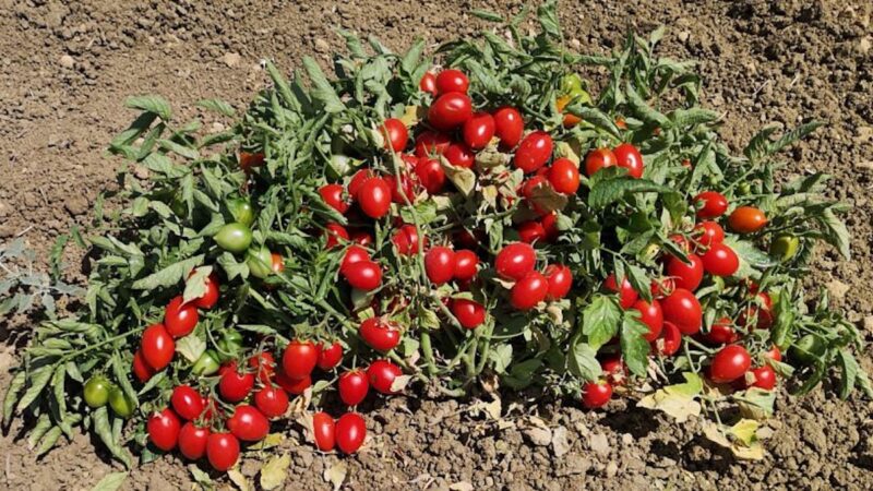 Il pomodoro “Buttiglieddru” di Licata diventa Presidio Slow Food