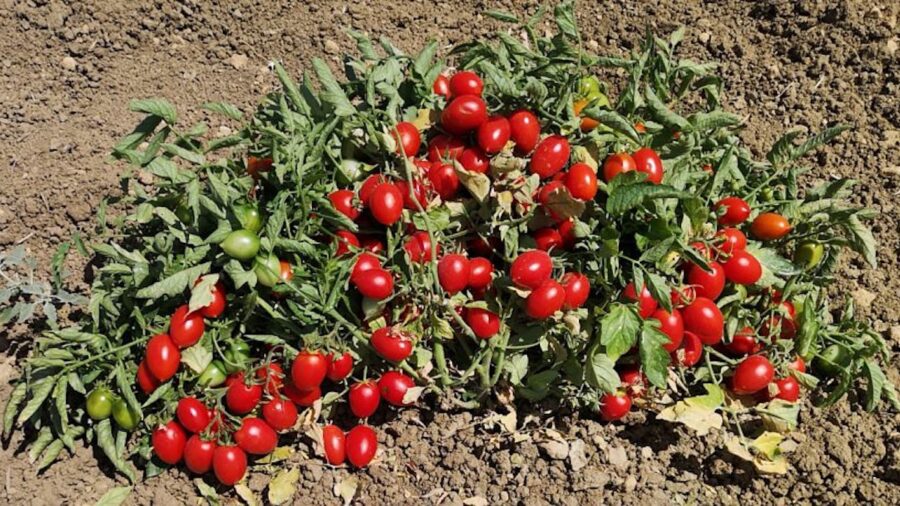 pomodoro buttiglieddru