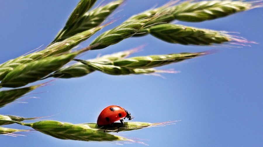 agroecologia