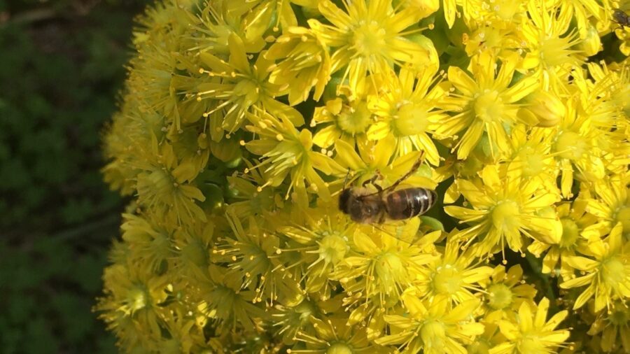 apicoltura