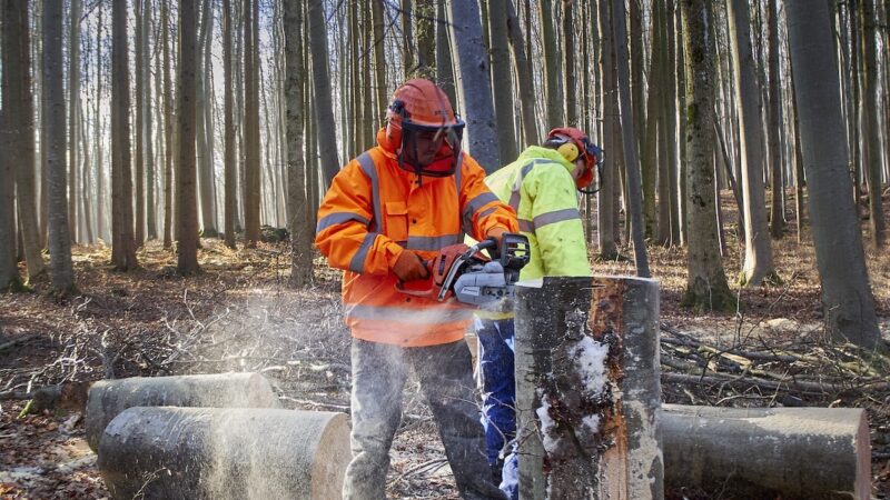 Pressing dei sindacati su Musumeci per la riforma forestale