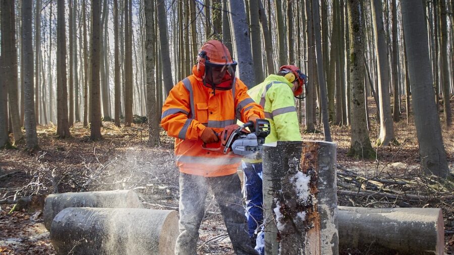 riforma forestale