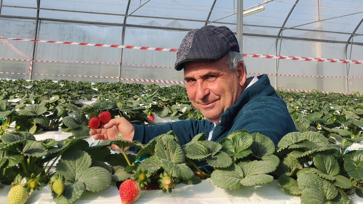 fragole monti Sicani